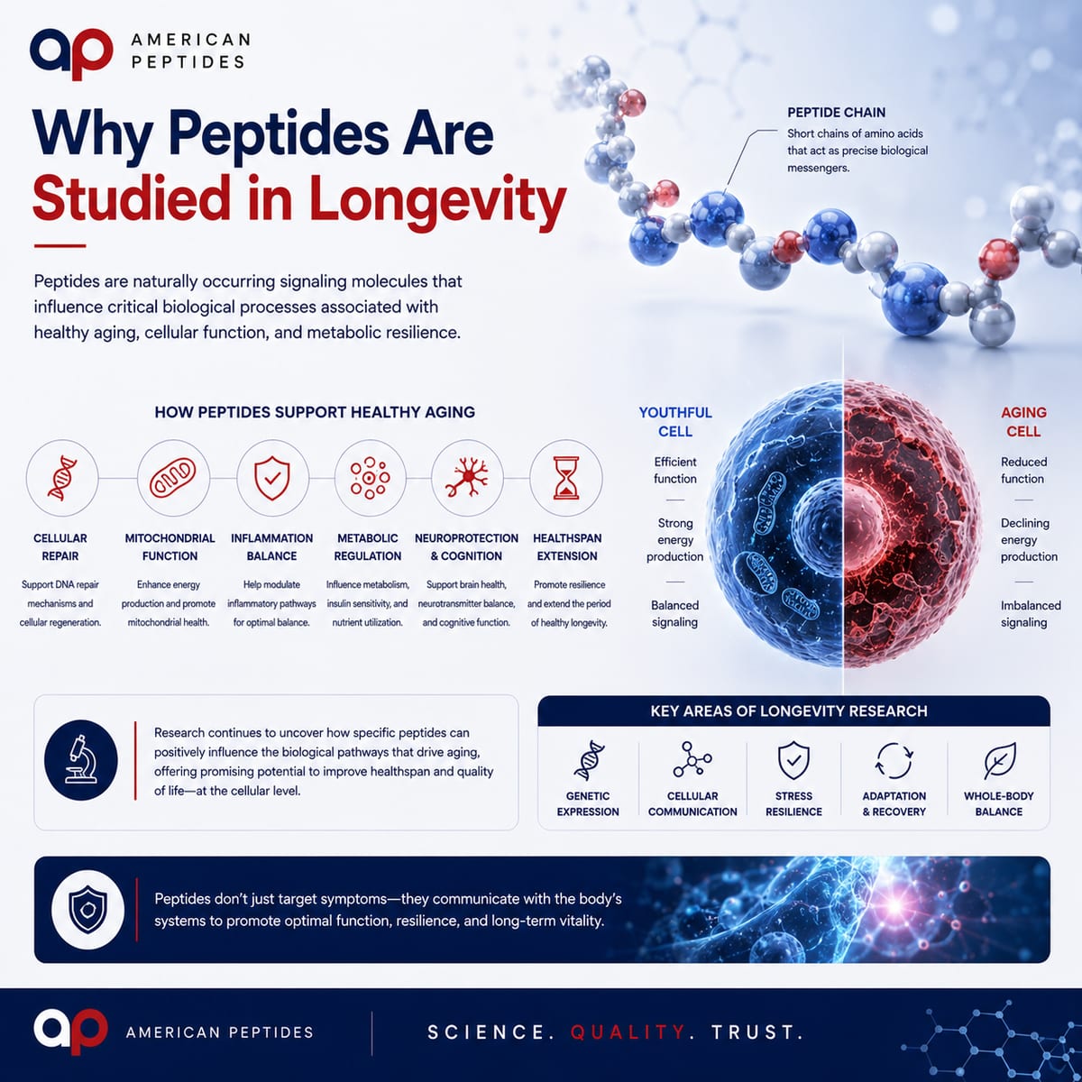 Infographic: why peptides are studied in cellular aging research — signaling and healthy aging